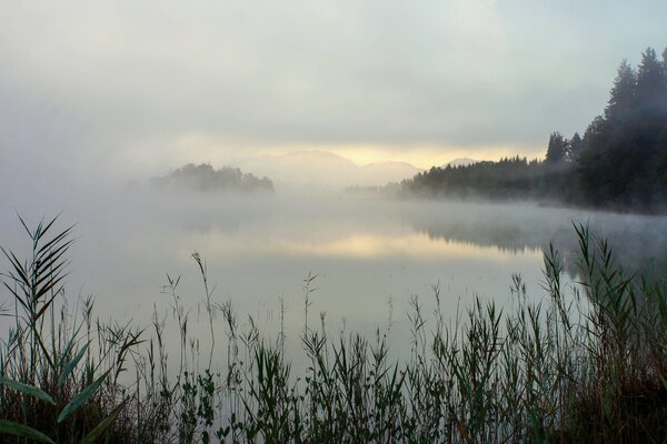 Nebel See Gras Bäume