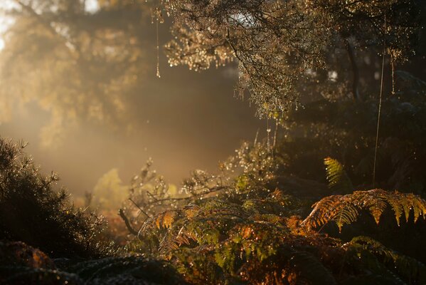 Nebligen Morgen im Wald mit Tau