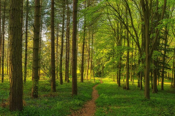 Sendero de hierba en el encantador bosque verde