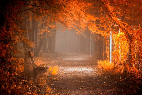 Foto autunnale della passerella nel parco con una panchina