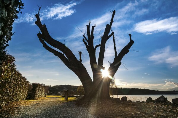 A big old tree on the shore