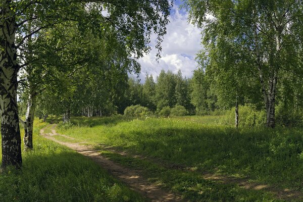 Дорога в зеленом летнем лесу