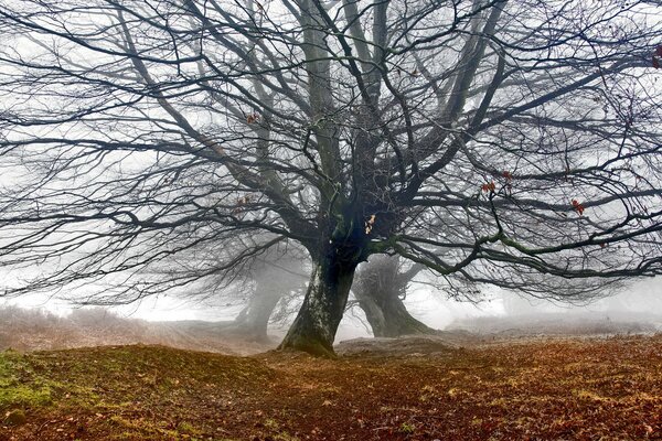 Arbres d automne sans feuilles dans le brouillard