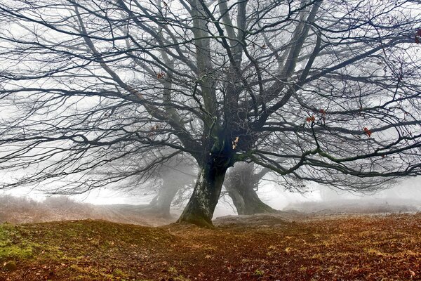 Jesienne drzewa bez liści we mgle