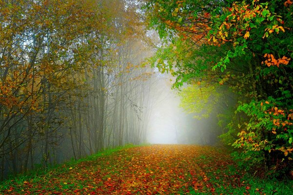 Colorful, foggy, quiet forest