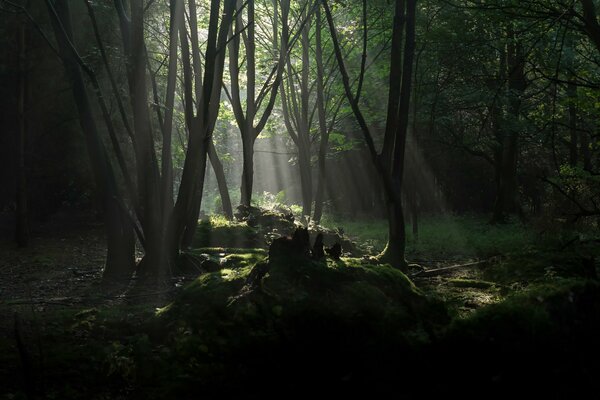 El bosque sombrío alcanzará los rayos del sol