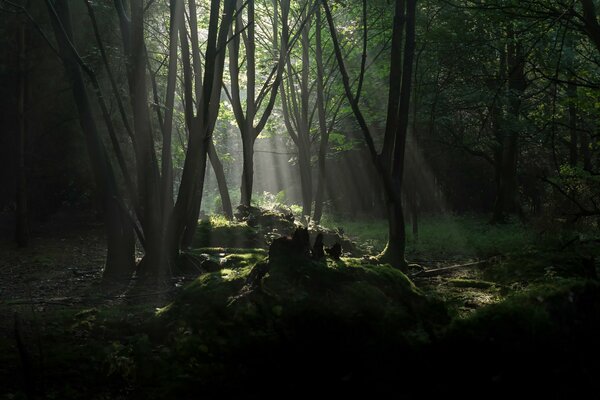 La forêt sombre sera frappée par les rayons du soleil