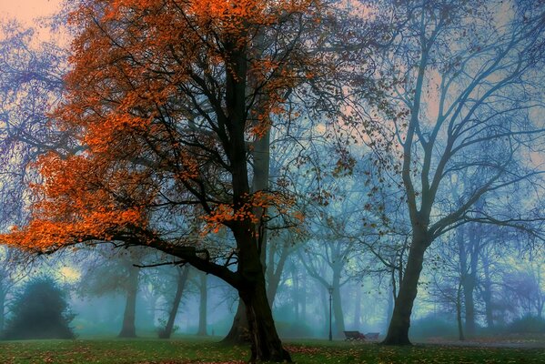 Nebel im Park im Herbst