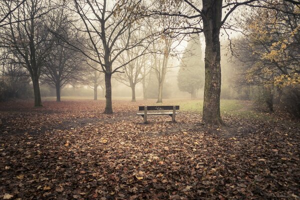 Parco desolato nebbioso e cupo