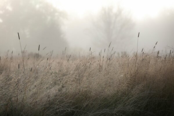 Gras Tau Nebel Bäume