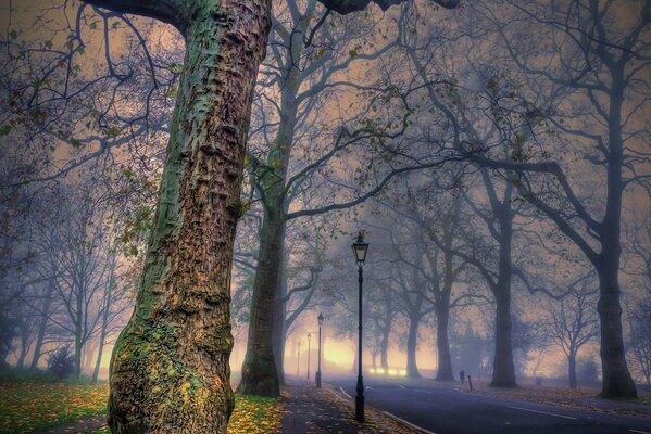 Autumn road along the trees without leaves