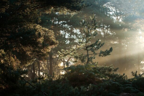 Wald am Morgen im Nebel