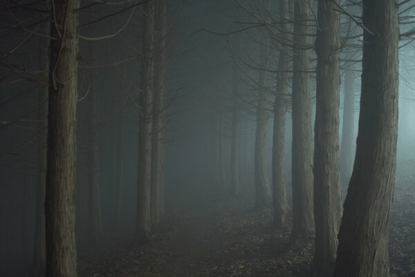 A path in the fog of the twilight forest