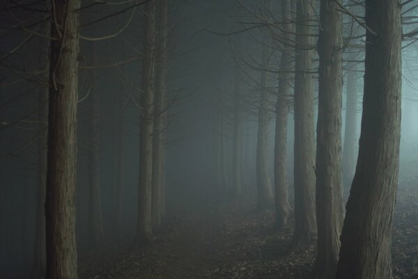 Sentiero nella nebbia della foresta crepuscolare