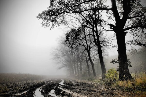 Route de dol champ avec brouillard