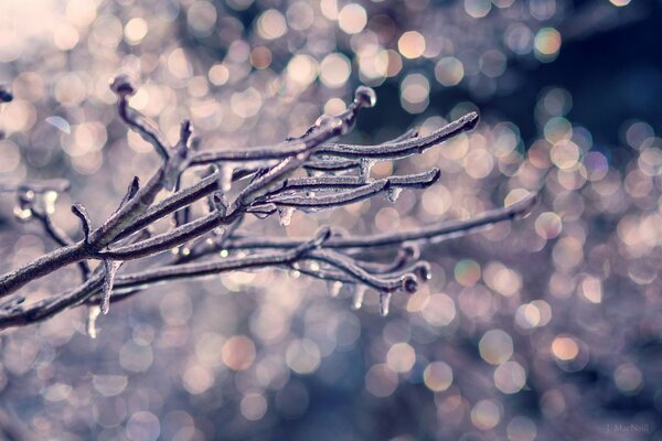 Rama de árbol cubierta de hielo