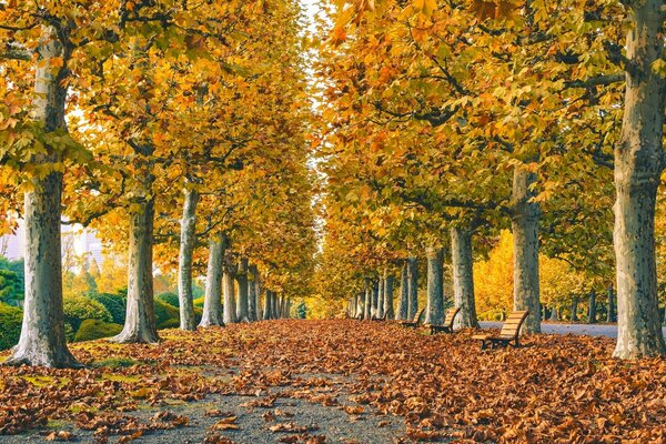Herbstspaziergang durch den Park und wunderbare Natur