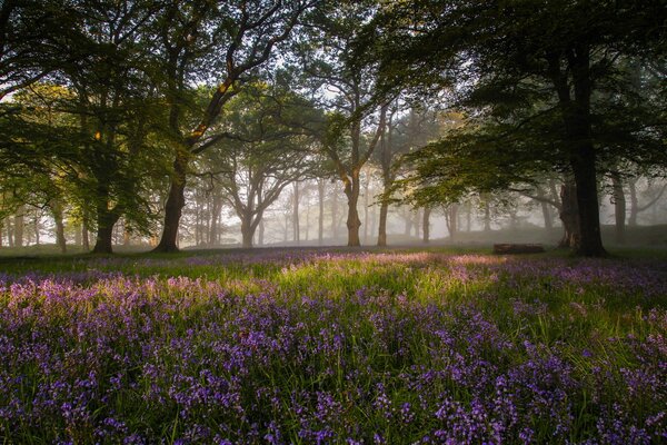 Réveil matinal de la nature. Belle forêt