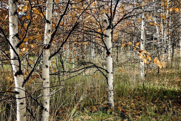 Birches in the autumn forest