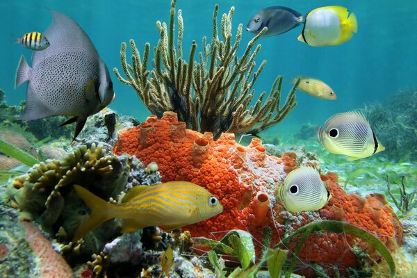 Pisces ocean underwater world