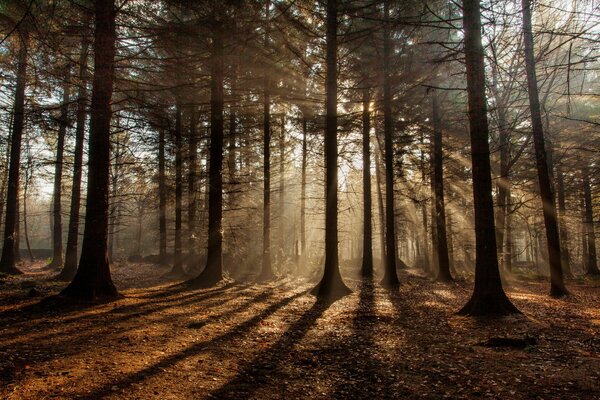 Sonnenstrahlen im Herbstwald