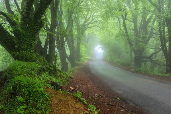 Camino de niebla en el bosque de primavera