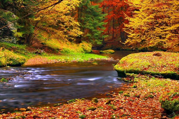 Rivière dans la forêt d automne