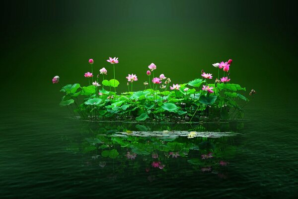 An island with flowers in the middle of a picturesque pond