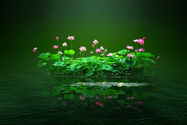 Isla con flores en medio de un pintoresco estanque