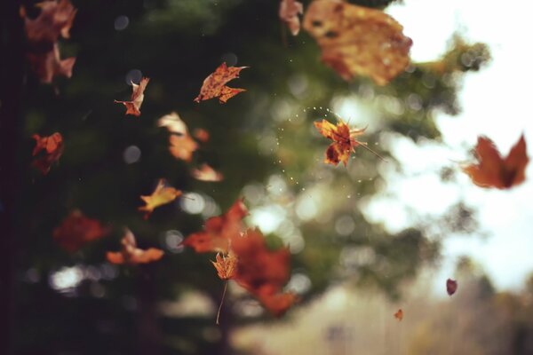 Feuilles jaunes d automne tourbillonnant