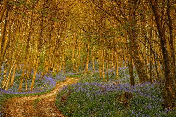 Sendero que conduce al bosque de flores