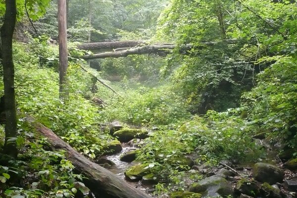 Bosque de primavera denso y río de bosque