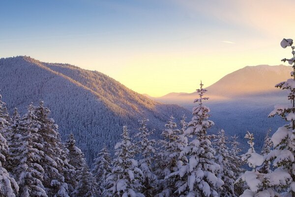 Landschaft der Berge mit Bäumen im Winter