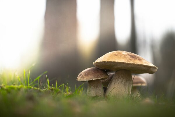 Tres hongos en el bosque de otoño