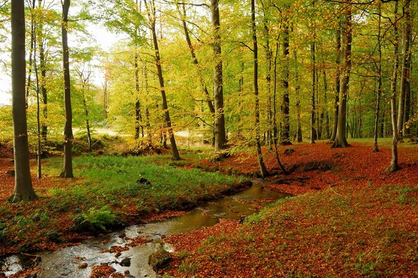 Un pequeño arroyo en el bosque de otoño