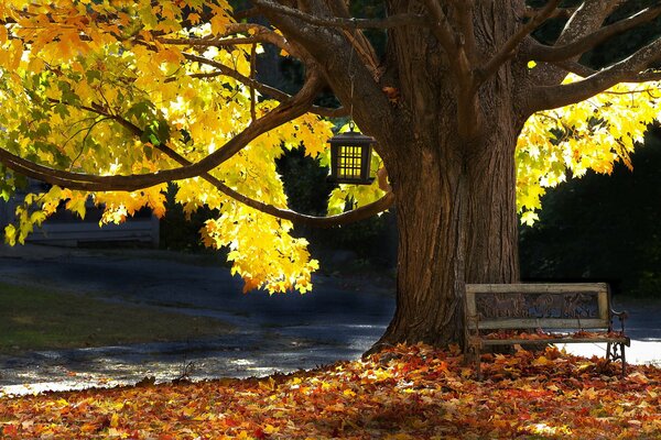 Ławka pod potężnym drzewem z karmnikiem dla ptaków. Jesień