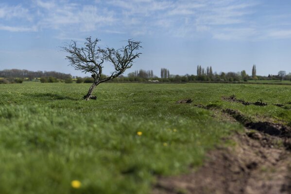 Arbre solitaire dans le champ vert