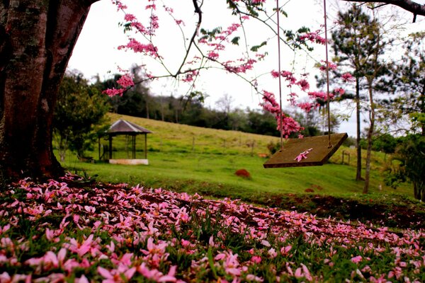 A walk through the spring forest in flowers