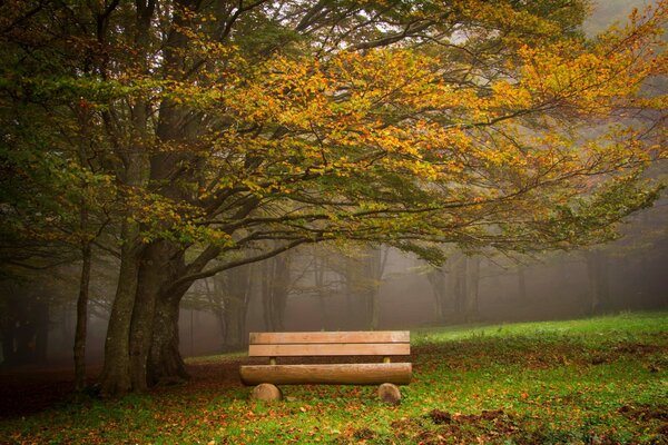 Banc de parc sous la Couronne