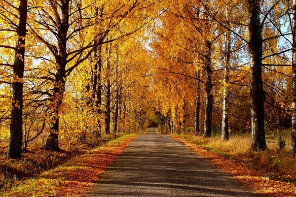 Spaziergang im Herbstpark