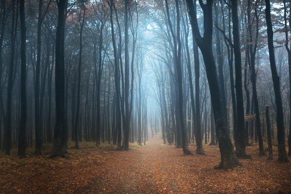 Pista de otoño salpicada de hojas entre los árboles