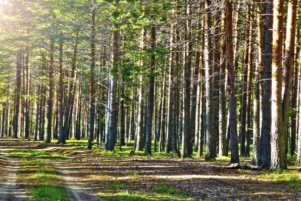 Strada soleggiata estiva nella pineta