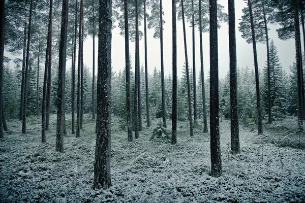 Bosque de invierno cubierto de nieve