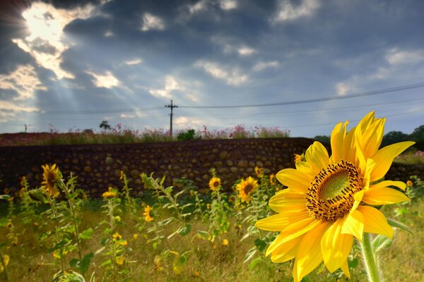 Girasol soleado en un día de verano