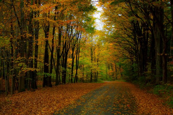 En automne, les feuilles colorées tombent des arbres dans la forêt