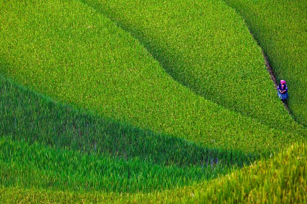 Mujer en el campo en Vietnam