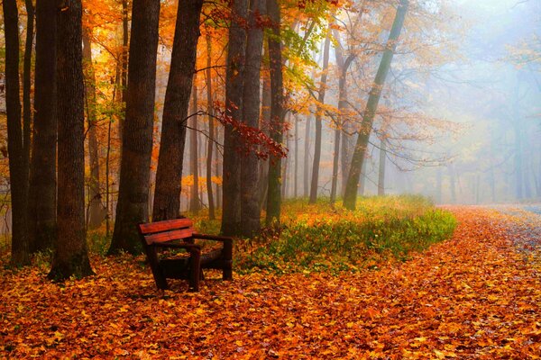 Parc vide automne rouge-rouge