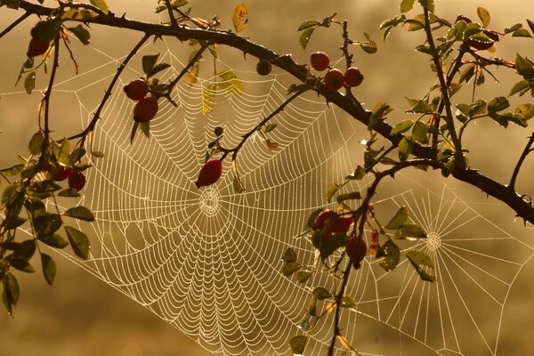 An unusually beautiful spider web on a rosehip