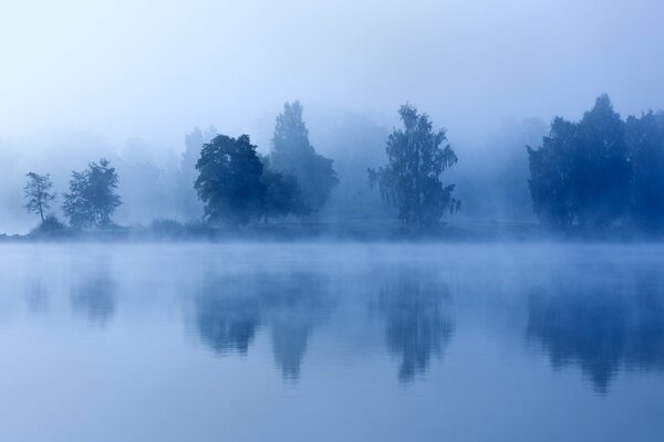 Bosque de la mañana junto al lago en la niebla