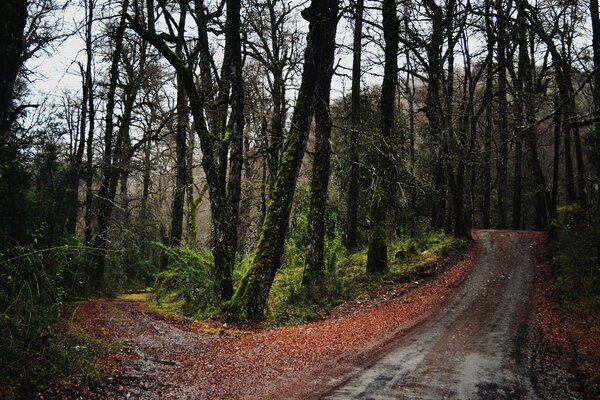 Foto del paisaje del camino de otoño en el bosque